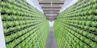 Indoor Farming – das Gemüse will hoch hinaus