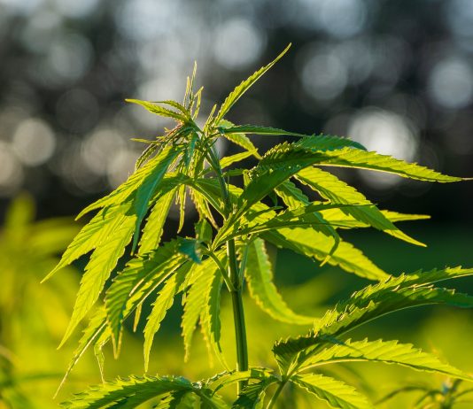 Cannabis als wiederentdeckte Heilpflanze für die pharmazeutische Entwicklung